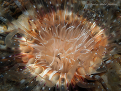 Ceriantheopsis americanus
