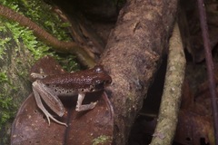 Painted Asian Toad photo 2