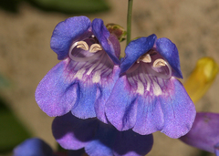 Penstemon azureus azureus