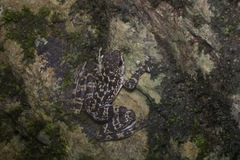 Staurois latopalmatus