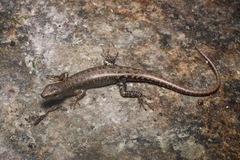 Sphenomorphus multisquamatus