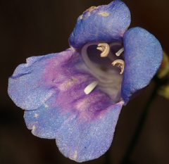 Penstemon azureus azureus