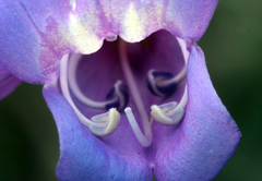 Penstemon azureus azureus