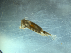 Paraeuchaeta norvegica