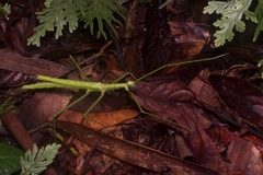 Diesbachia sophiae