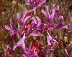 Clarkia concinna