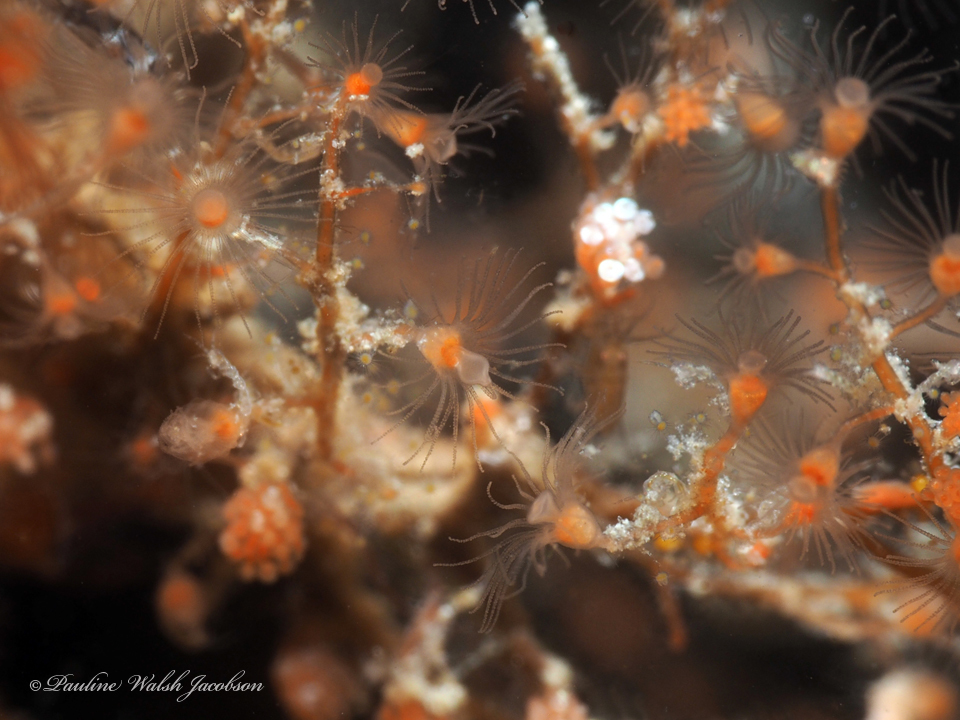 red stickhydroid