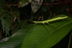 Diesbachia sophiae