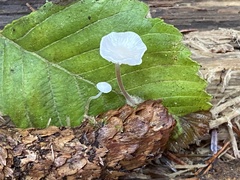 Strobilurus occidentalis