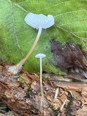 Strobilurus occidentalis