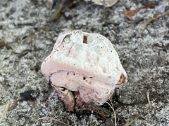 Mycogone rosea