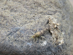 Petrobius brevistylis