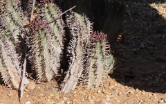 Euphorbia pillansii