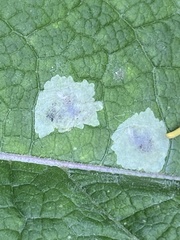 Calycomyza flavinotum