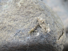 Petrobius brevistylis