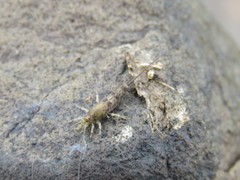 Petrobius brevistylis