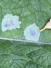 Calycomyza flavinotum