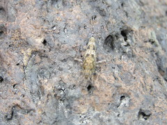 Petrobius brevistylis