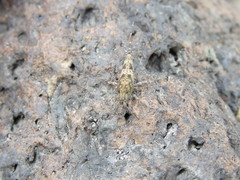 Petrobius brevistylis