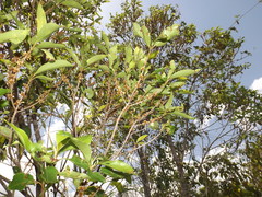 Sideroxylon salicifolium