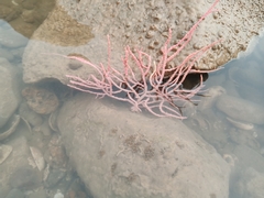 Pseudopterogorgia fredericki