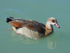 Alopochen aegyptiaca
