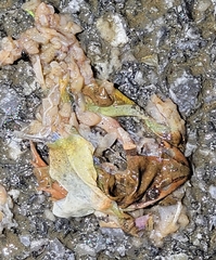 Rana dybowskii