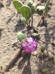 Abronia umbellata breviflora