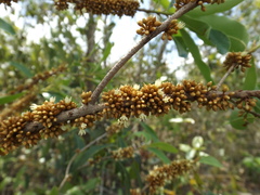 Sideroxylon salicifolium