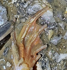 Rana dybowskii