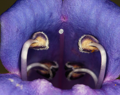 Penstemon azureus azureus
