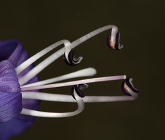 Penstemon azureus azureus