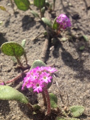 Abronia umbellata breviflora