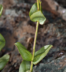 Penstemon azureus azureus