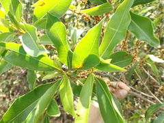 Sideroxylon salicifolium