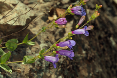 Penstemon azureus azureus