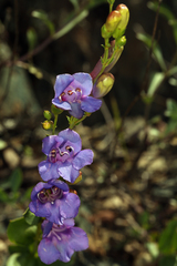 Penstemon azureus azureus