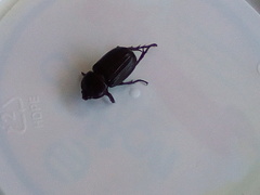 Phileurus