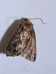 Noctuidae