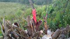 Aechmea nudicaulis aequalis