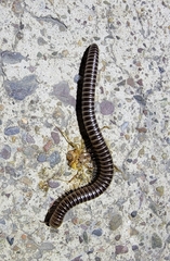 Mongoliulidae