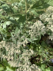 Eupatorium serotinum