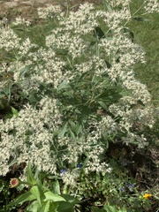 Eupatorium serotinum
