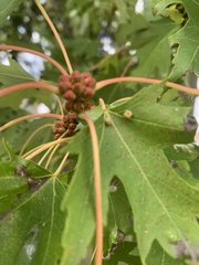 Acer saccharinum
