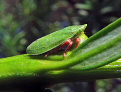 Tettigometridae