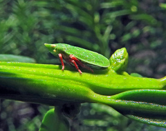 Tettigometridae
