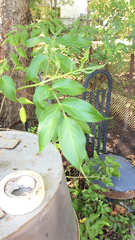 Sambucus canadensis