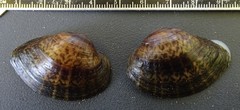 Truncilla donaciformis