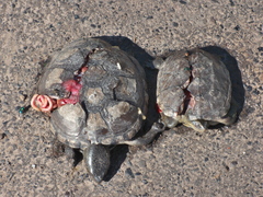 Kinosternon hirtipes