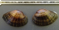 Truncilla donaciformis